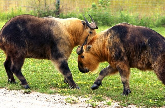 羚牛|牛年说牛：中国最危险的“牛”，其实不是牛！