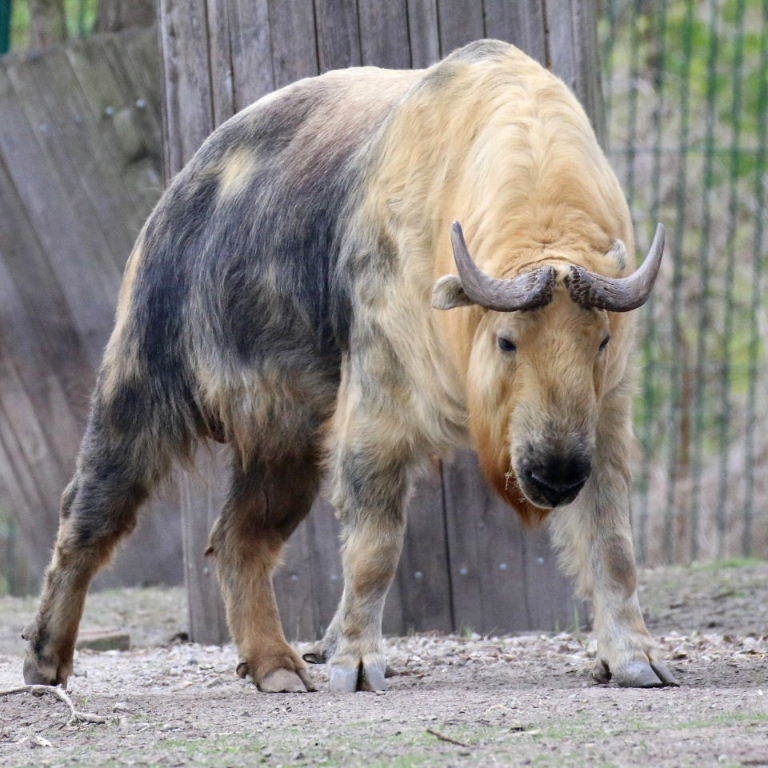 羚牛|牛年说牛：中国最危险的“牛”，其实不是牛！