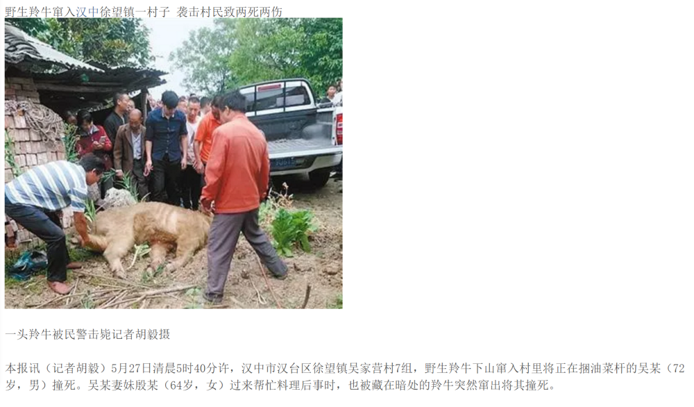 羚牛|牛年说牛：中国最危险的“牛”，其实不是牛！