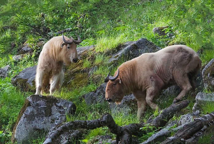 羚牛|牛年说牛：中国最危险的“牛”，其实不是牛！