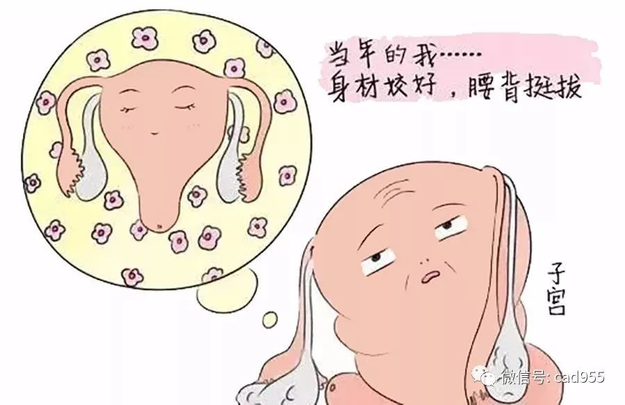 子宫—女性的象征,生命的摇篮!