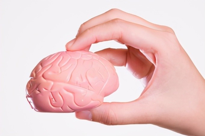 大脑|研究人员已经弄清楚了如何在体外维持大脑和神经组织的生命