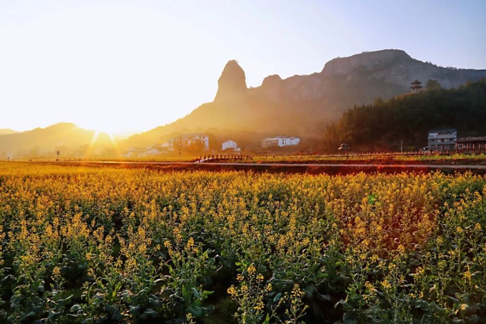 春季赏花赣州各地花田等你打卡