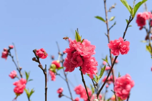 桃之夭夭灼灼其華一場與桃花的邂逅