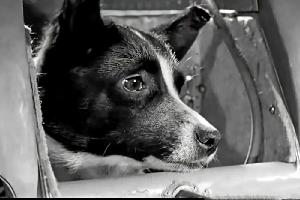首只上太空的狗 至今还在宇宙中飘荡 再也无法返回地球 腾讯新闻