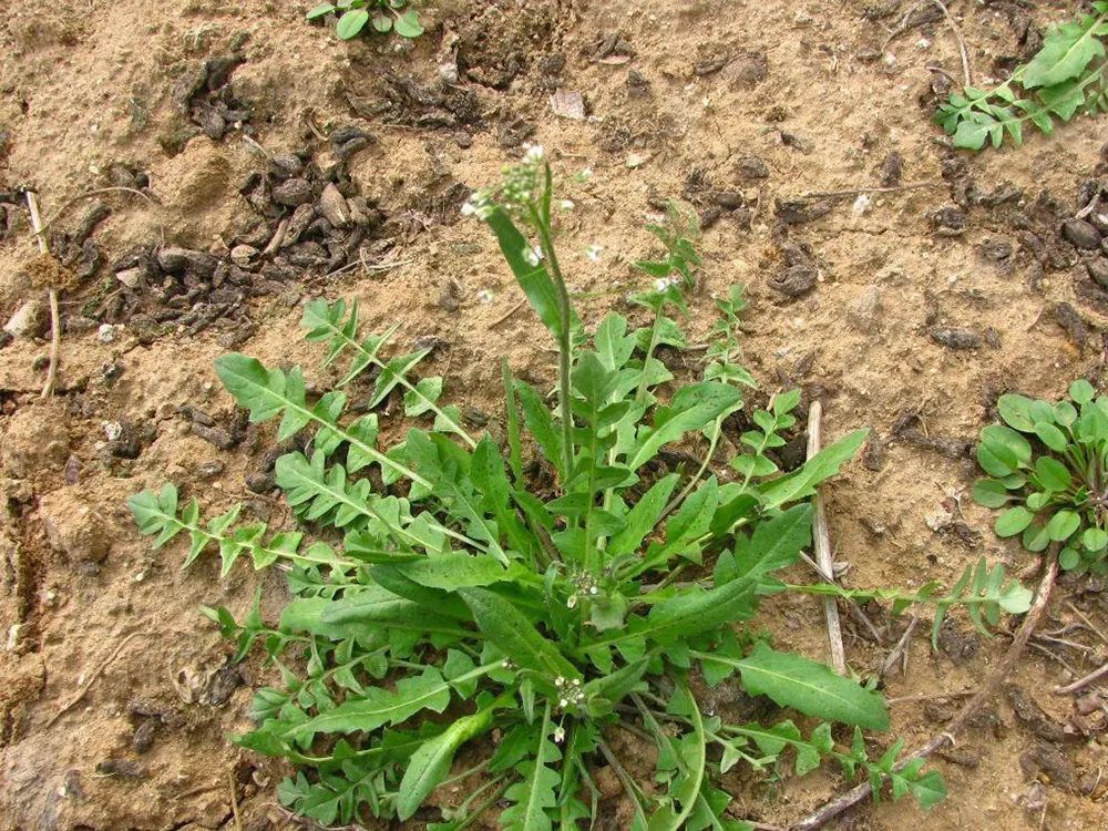 农村4种高钙野菜,适合年后吃,刮油又减脂,第4种含钙比牛奶高