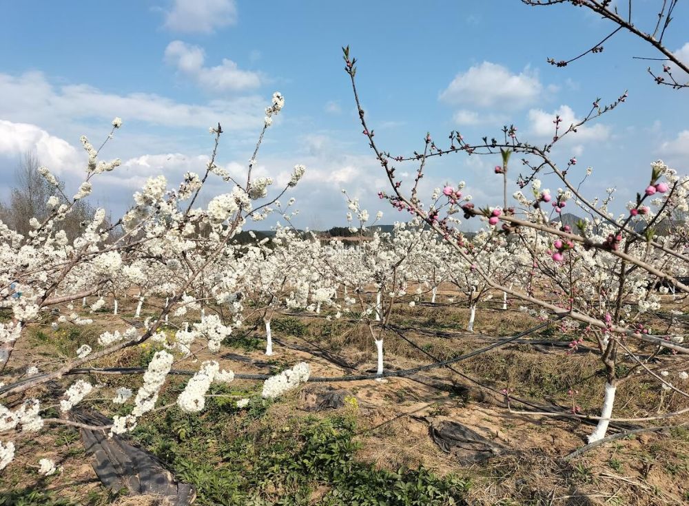 花开绵阳丨盐亭花开十里春天在盛放的樱花林里等你