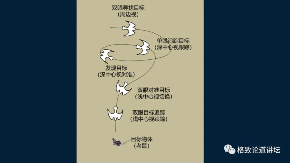 大脑|机器人的寒武纪要来了？仿制人眼，相当于仿制了人类的整个大脑？