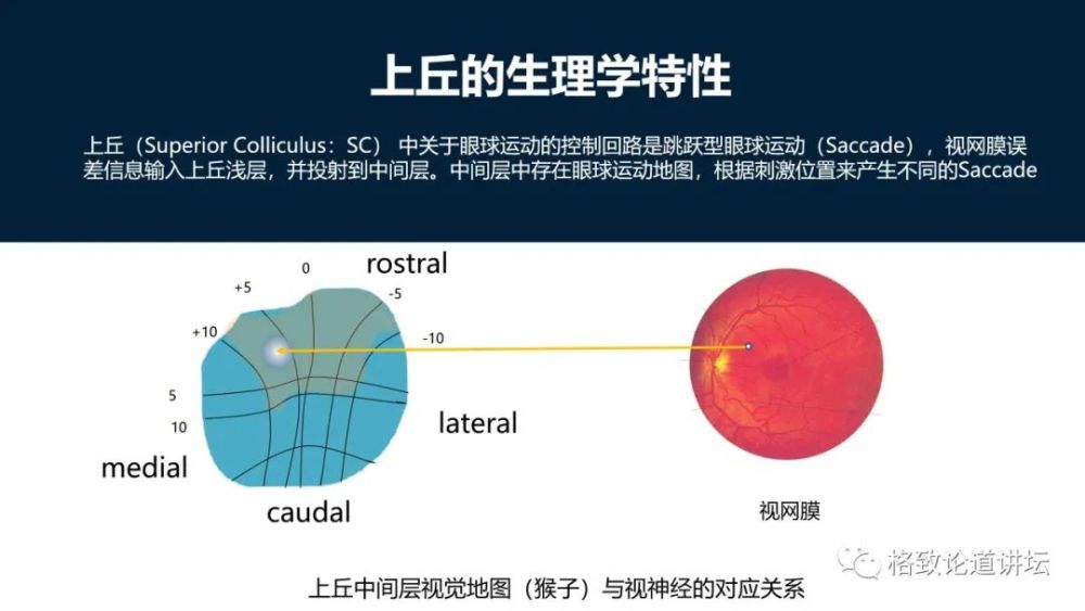 大脑|机器人的寒武纪要来了？仿制人眼，相当于仿制了人类的整个大脑？