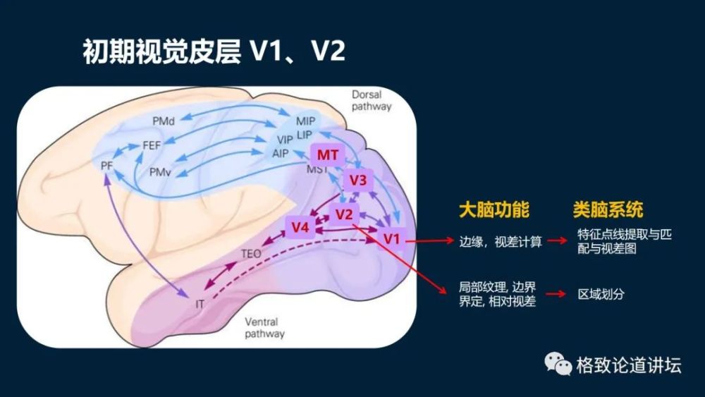 大脑|机器人的寒武纪要来了？仿制人眼，相当于仿制了人类的整个大脑？