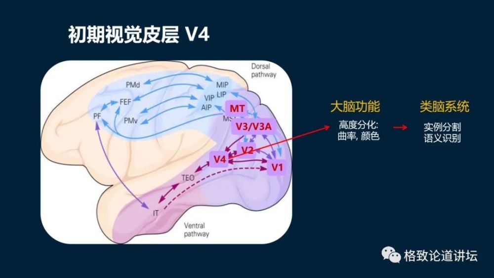 大脑|机器人的寒武纪要来了？仿制人眼，相当于仿制了人类的整个大脑？