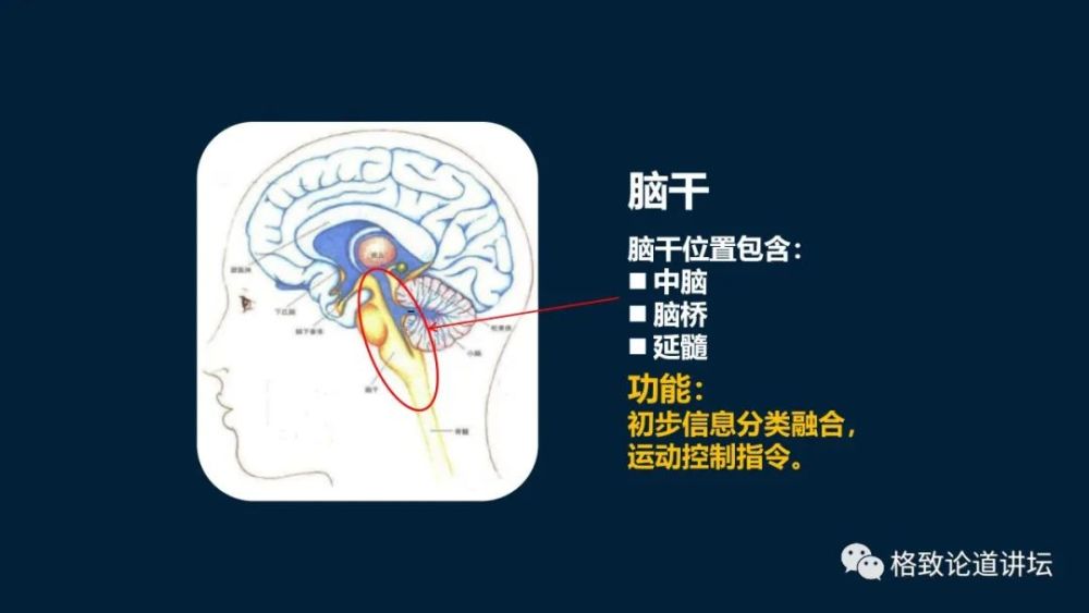 大脑|机器人的寒武纪要来了？仿制人眼，相当于仿制了人类的整个大脑？