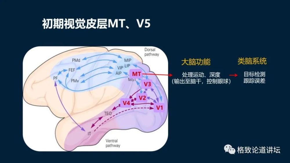 大脑|机器人的寒武纪要来了？仿制人眼，相当于仿制了人类的整个大脑？