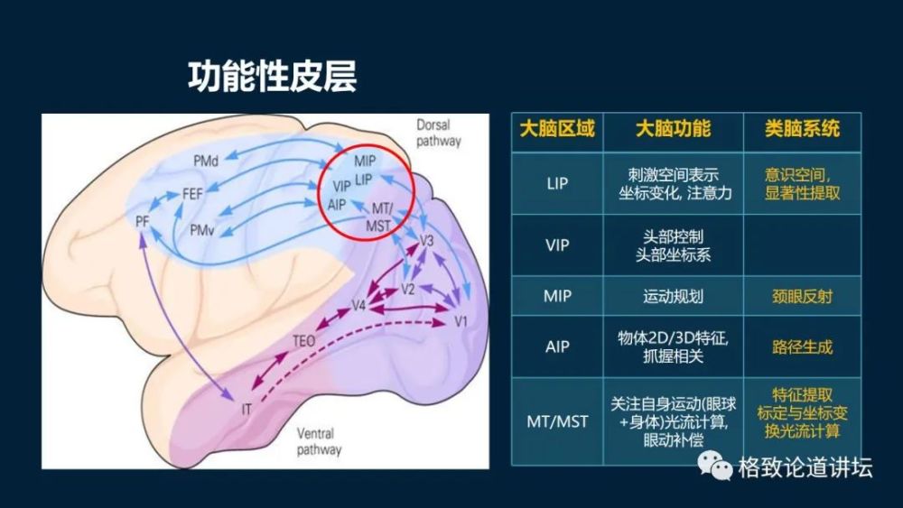 大脑|机器人的寒武纪要来了？仿制人眼，相当于仿制了人类的整个大脑？