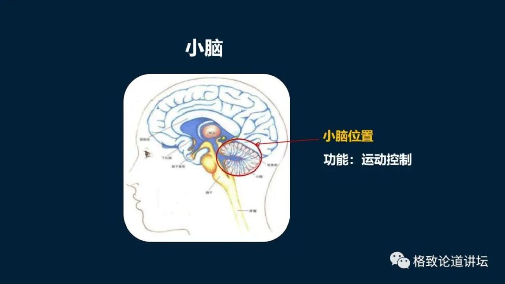 大脑|机器人的寒武纪要来了？仿制人眼，相当于仿制了人类的整个大脑？