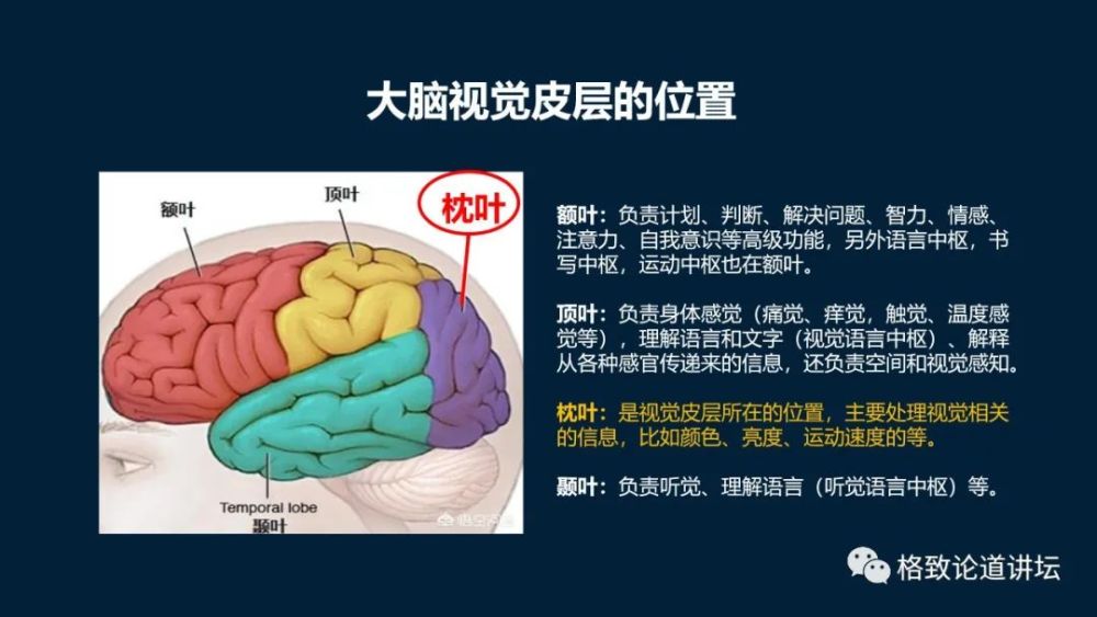 大脑|机器人的寒武纪要来了？仿制人眼，相当于仿制了人类的整个大脑？