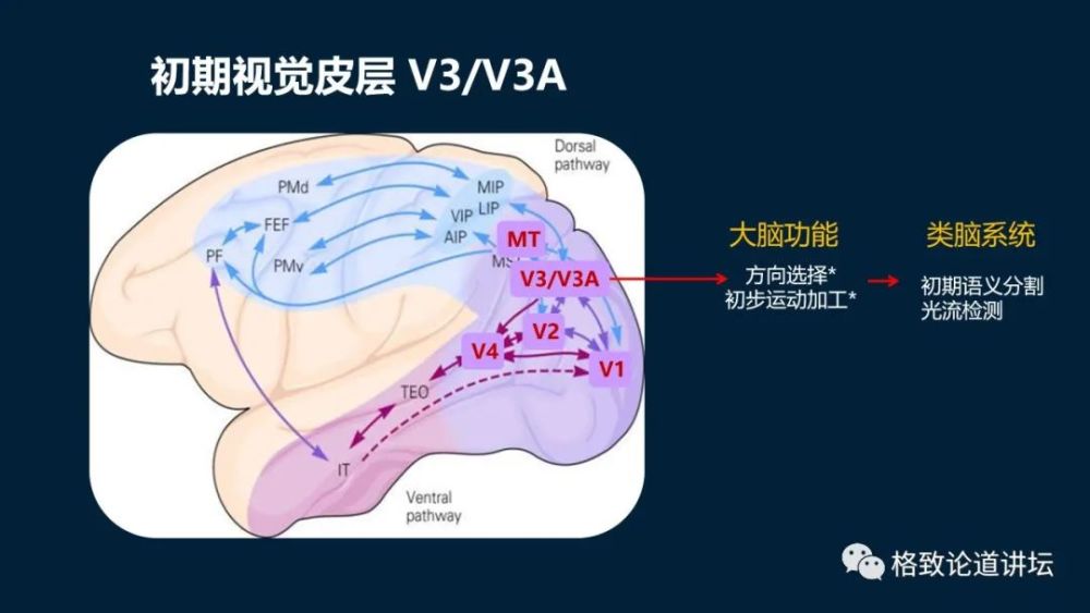 大脑|机器人的寒武纪要来了？仿制人眼，相当于仿制了人类的整个大脑？