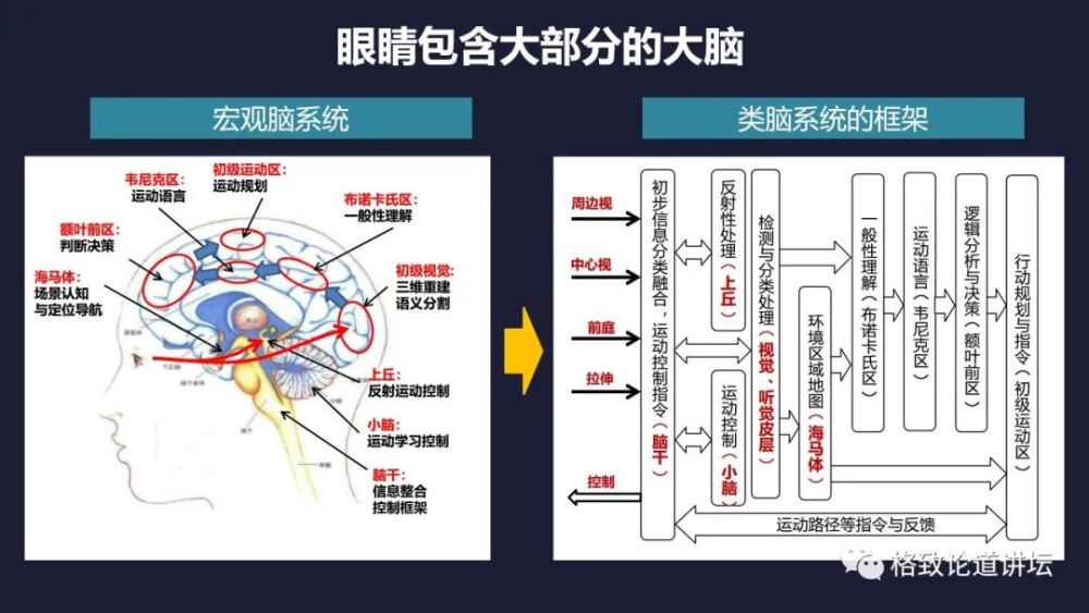 大脑|机器人的寒武纪要来了？仿制人眼，相当于仿制了人类的整个大脑？