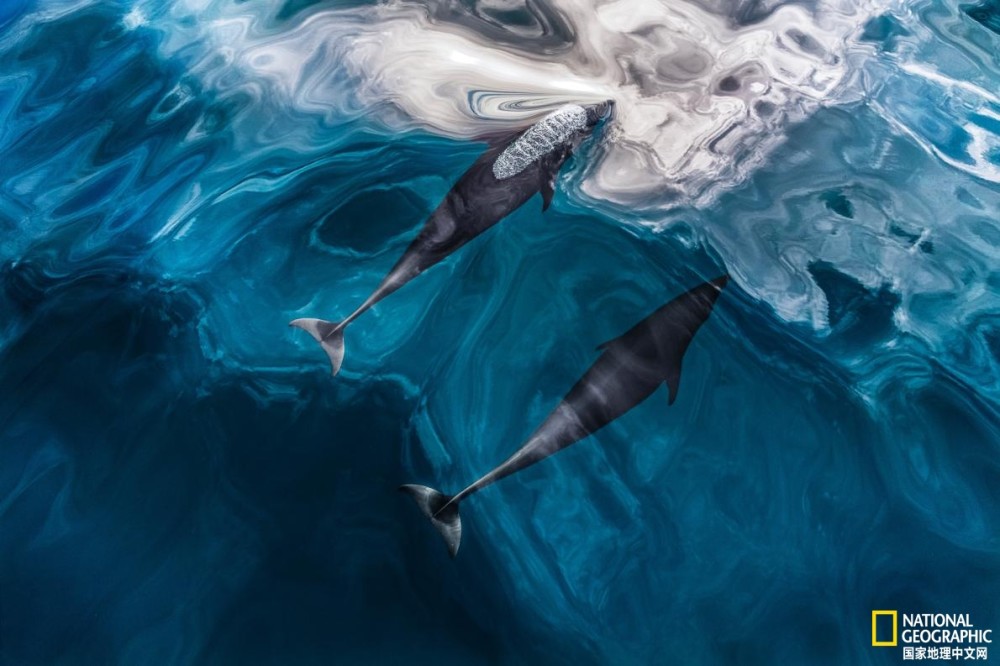 回声定位|神奇的回声定位：大自然的内置声呐系统