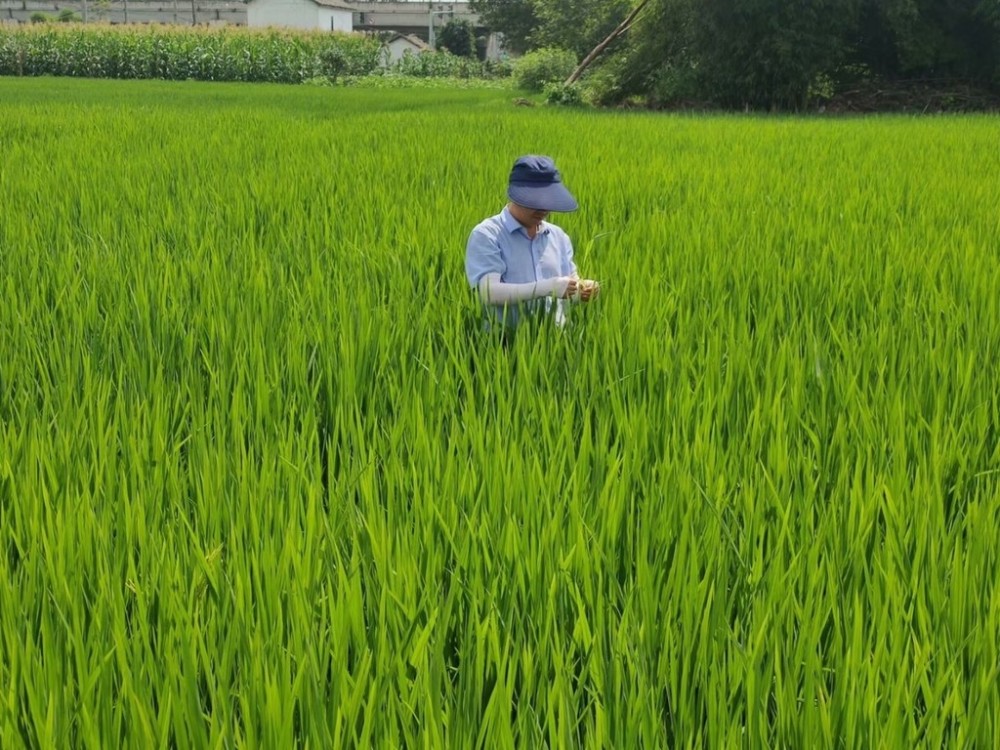 籼稻|什么在影响籼稻米好不好吃？川农大一科研成果登上国际知名学术期刊