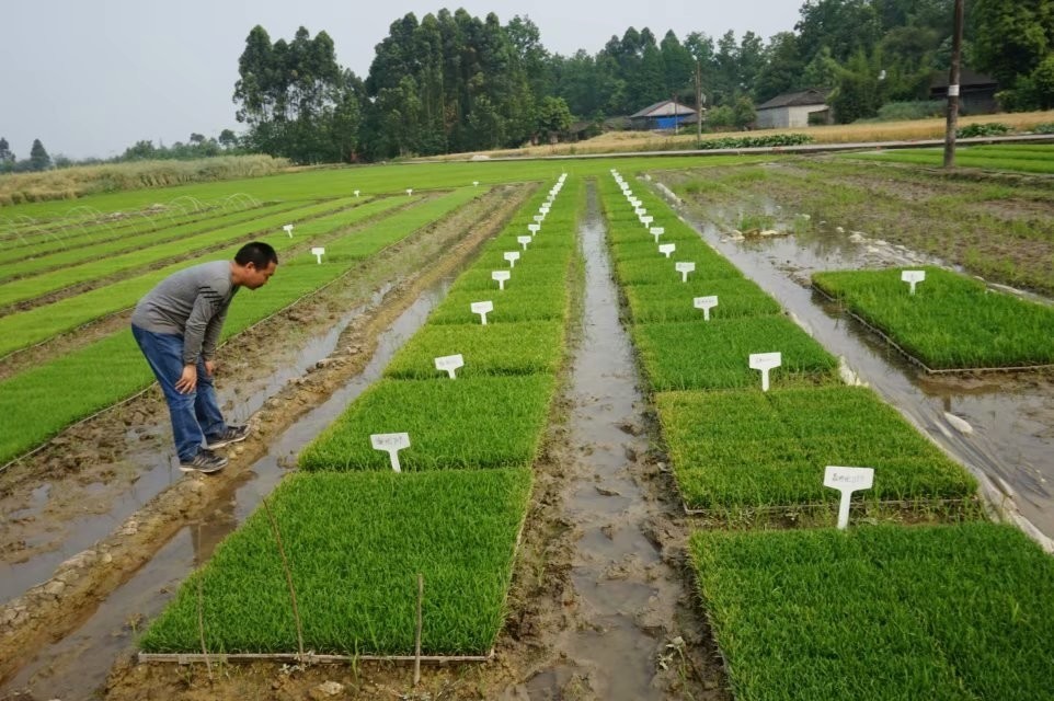 籼稻|什么在影响籼稻米好不好吃？川农大一科研成果登上国际知名学术期刊
