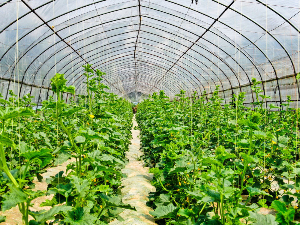 豇豆|夏季的豇豆，为何能成为山区菜农最爱的种植模式？看完就清楚！