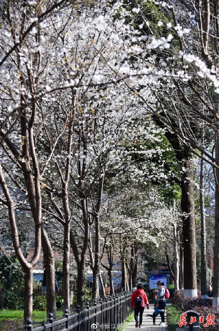 春归武汉,她在百花丛中笑