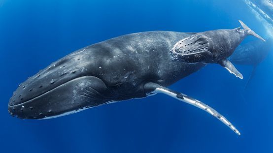 我们知道鲸鱼知道它哺乳动物你知道它是怎么哺乳的吗