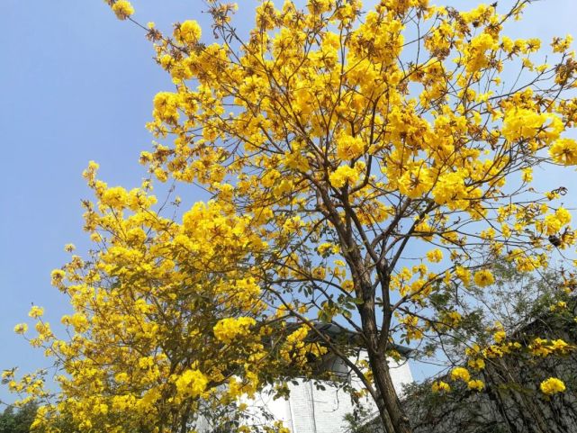 佛山5個賞黃金風鈴木勝地,花期短,錯過又要等一年