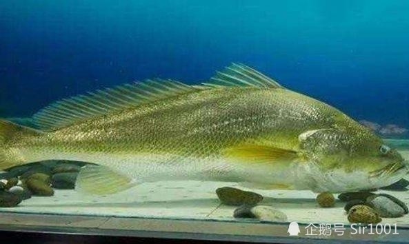 世界上最贵的三种鱼