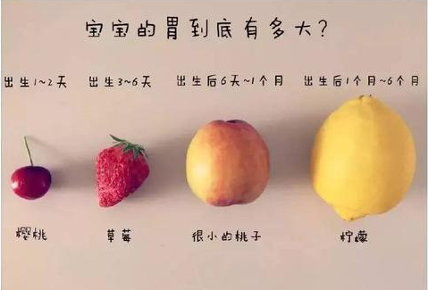 胃部呈现水平状态,容量很小,第一天不能超过10ml,胃部肌肉发育尚未