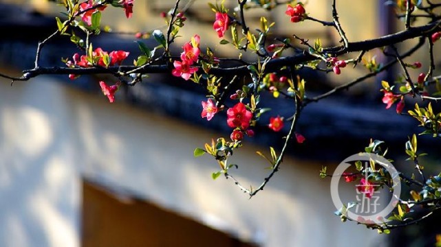 走在街頭巷尾,路邊的花園裡已經是一片生機盎然的美景,春回大地萬物