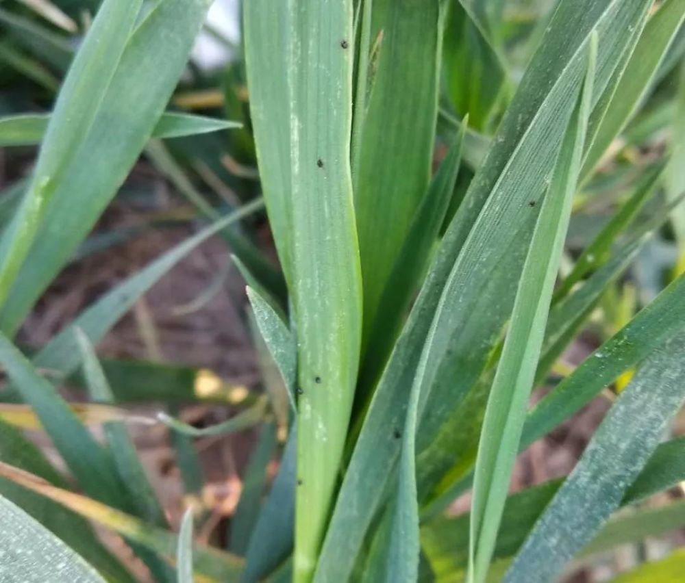 红蜘蛛|警报！今年小麦红蜘蛛呈爆发趋势！
