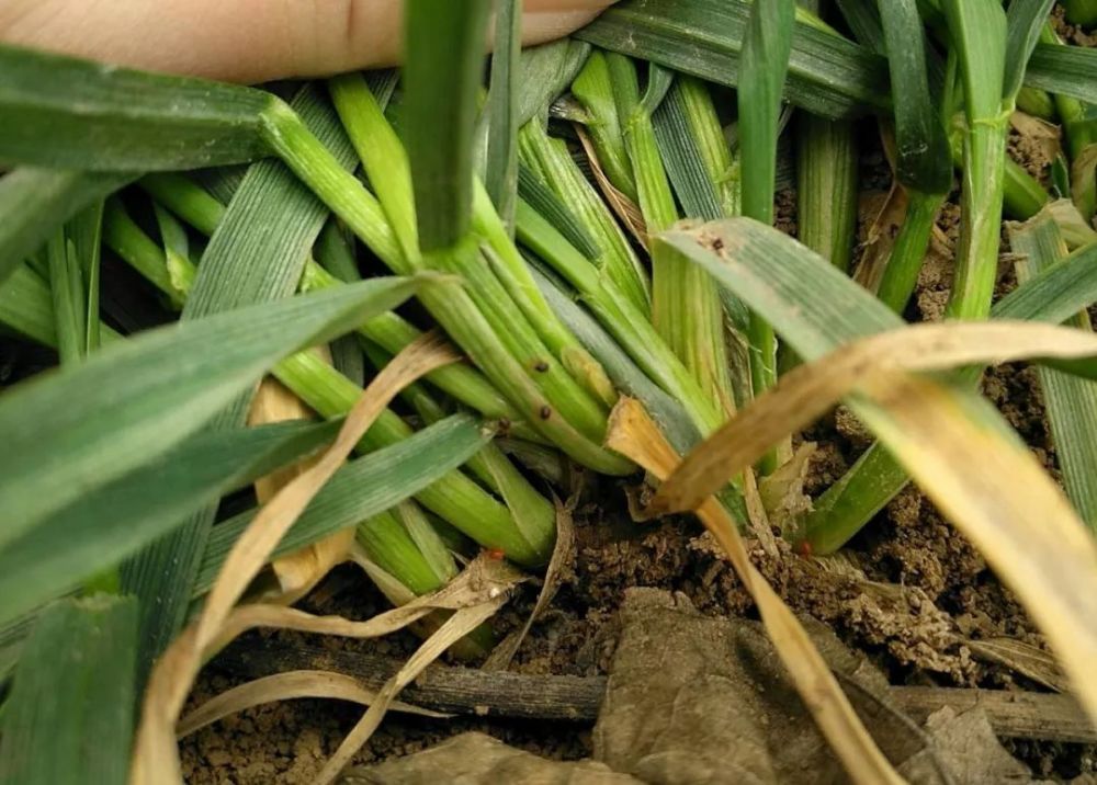 红蜘蛛|警报！今年小麦红蜘蛛呈爆发趋势！