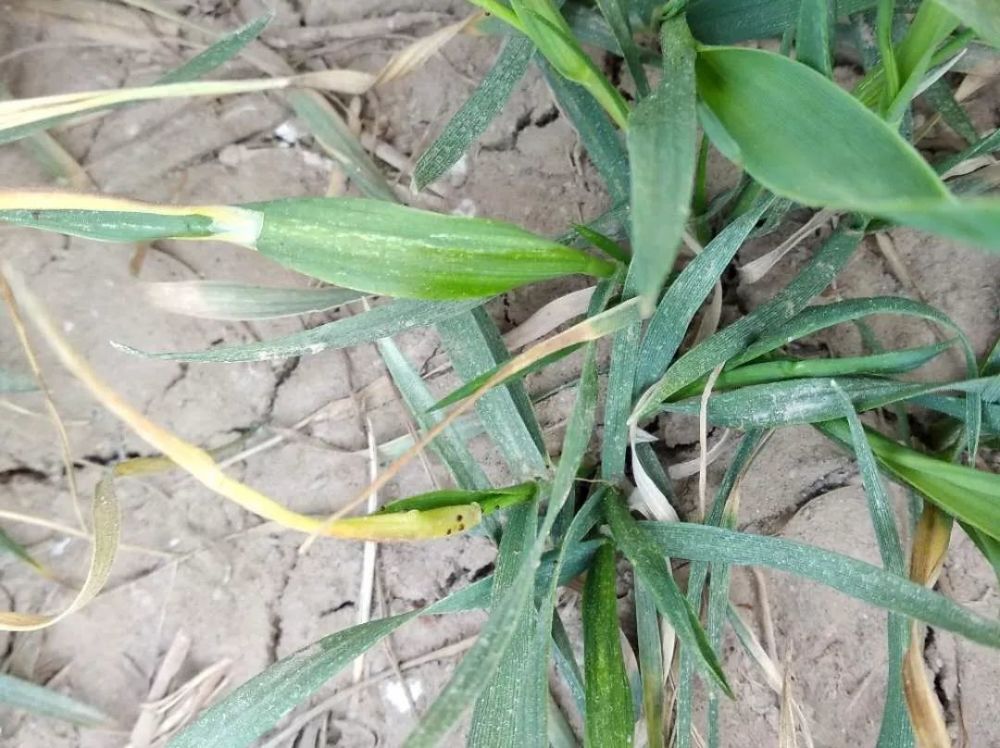 红蜘蛛|警报！今年小麦红蜘蛛呈爆发趋势！