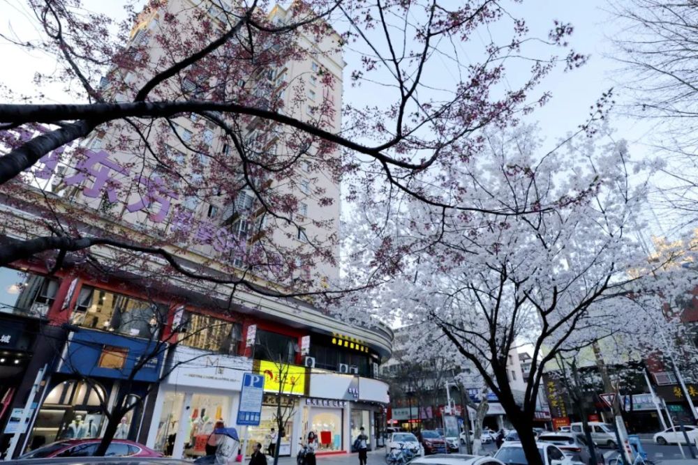 原创樱花开了常德人家乡的高山街美如画