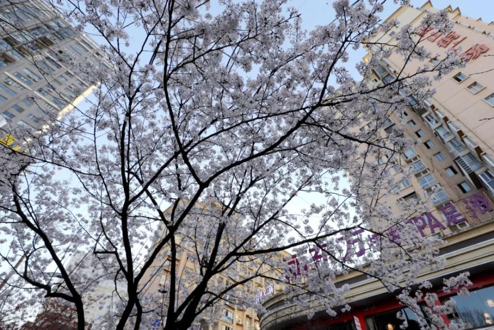 【原创】樱花开了——常德人家乡的高山街美如画