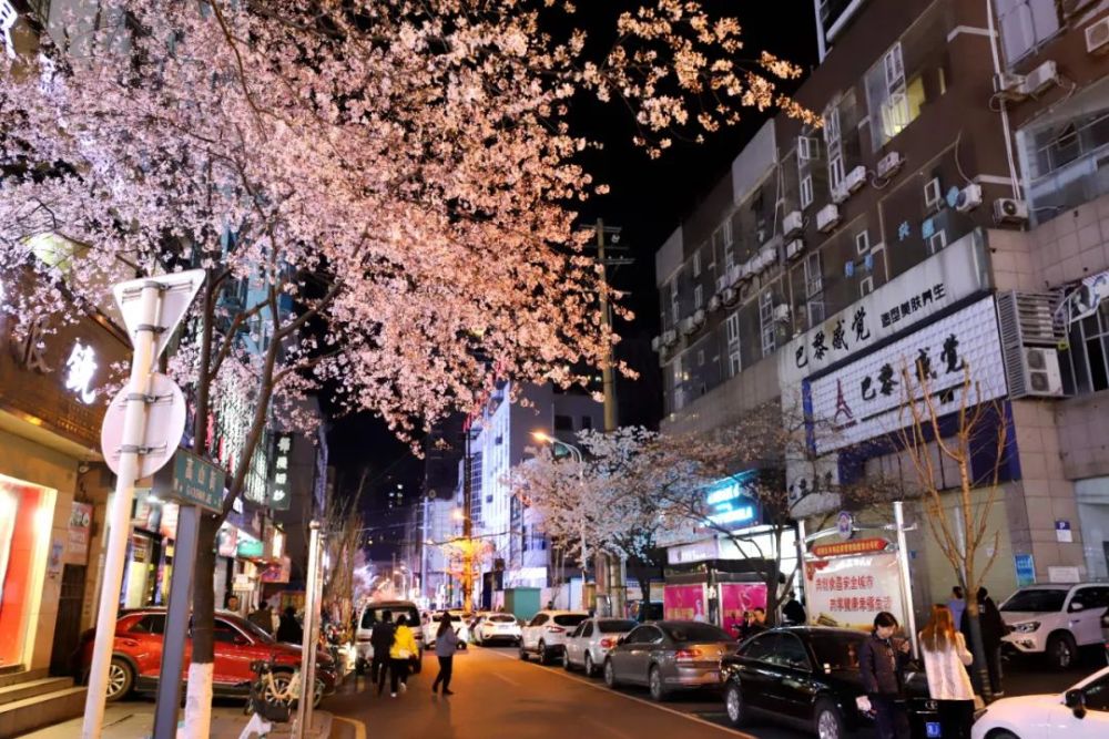 原创樱花开了常德人家乡的高山街美如画