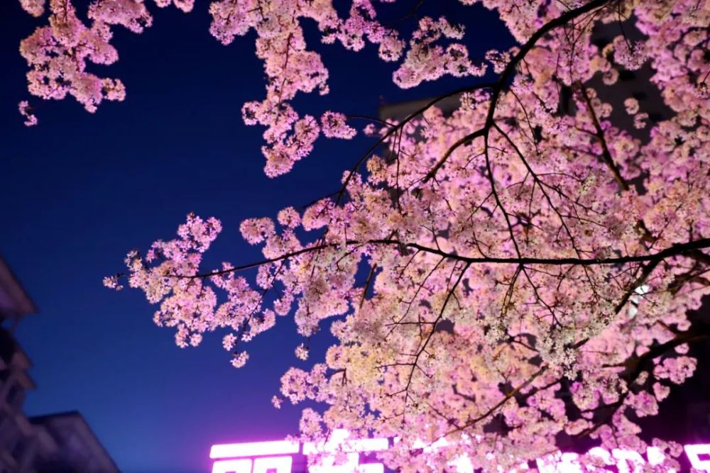 【原创】樱花开了——常德人家乡的高山街美如画