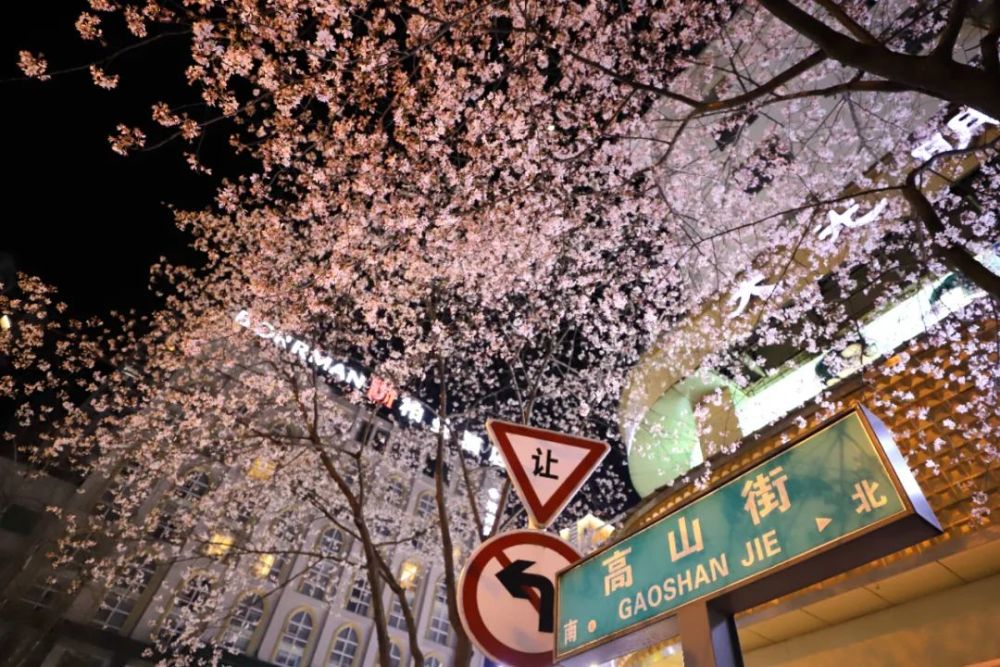 原创樱花开了常德人家乡的高山街美如画