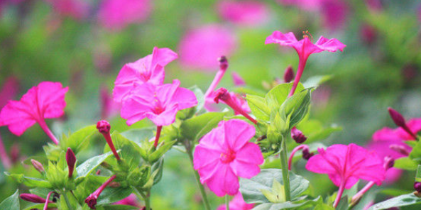 苦尽甘来|2月25号后苦尽甘来,得吉星祝福,财运蹿升,收入高涨的生肖