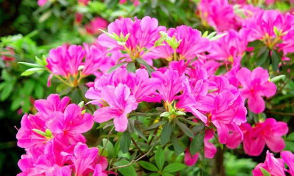 苦尽甘来|2月25号后苦尽甘来,得吉星祝福,财运蹿升,收入高涨的生肖