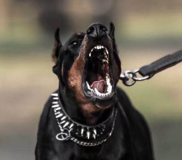 只知宠养和溺爱宠物狗,不对它进行必要的训导及管教,就是在害它_腾讯