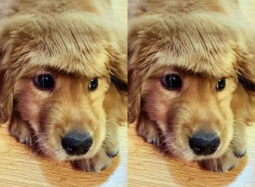 为了带狗狗遛弯女主人用梳子帮狗狗梳头下一幕却让人笑喷