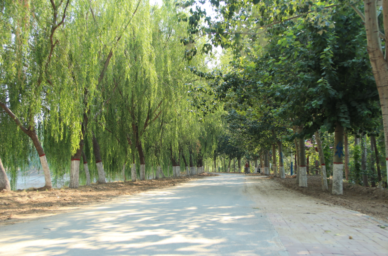 美丽乡愁乡村绿化美化连载河北61司马庄村
