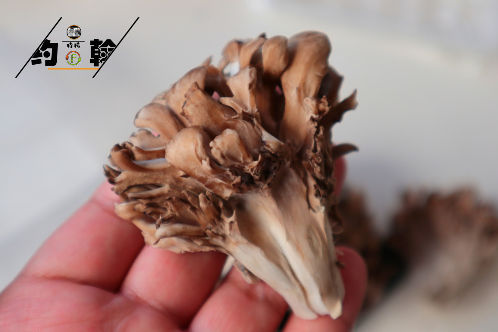 长得像绣球，人称u201c灰树花u201d，是菜也是药，用来炒菜，滋补又美味_腾讯新闻