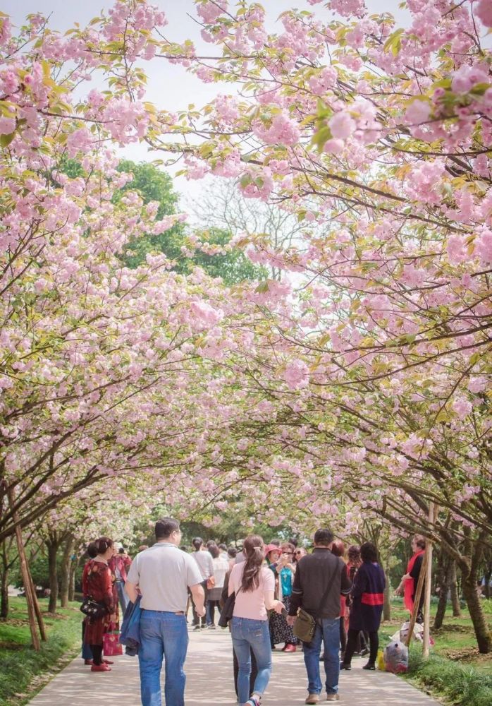 重庆主城赏花攻略乱花渐欲迷人眼