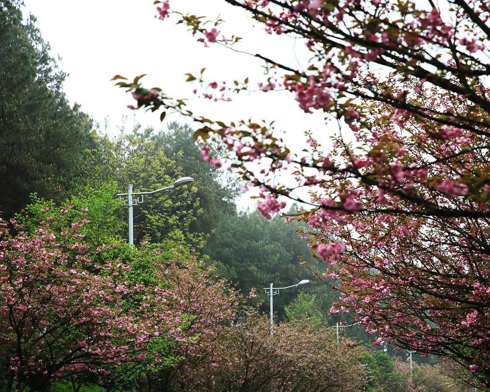 重庆主城赏花攻略乱花渐欲迷人眼