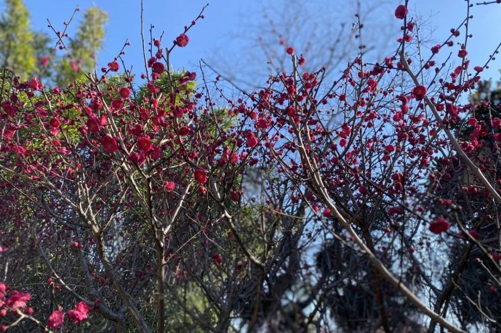 暗香浮动迎春来泰州这些地方又开始梅飞色舞啦