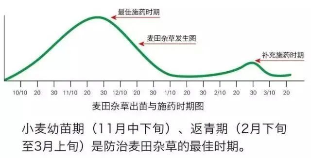 除草剂|紧急提醒：小麦春季除草，尽量别用这2种除草剂！什么情况？